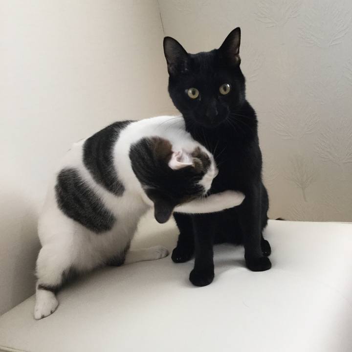 3d29ea96 4152 428d ac14 b46238d04ba6 1512716859998