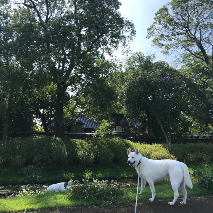 3d315dc9 9107 4994 a9dd dd6aa8593945 1530408341317