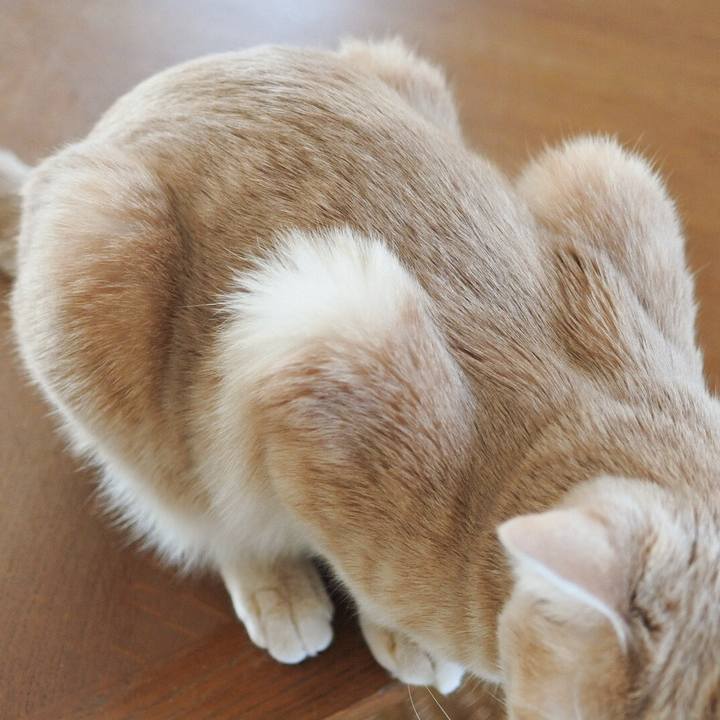 3d32e7c4 5ca2 4293 beed 7a68d0fd6da6 1582421317087