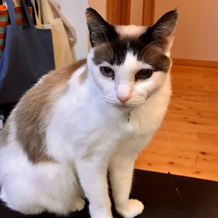 3d344a33 4f64 4f93 9320 f4fac44ce0d0 1617277724978