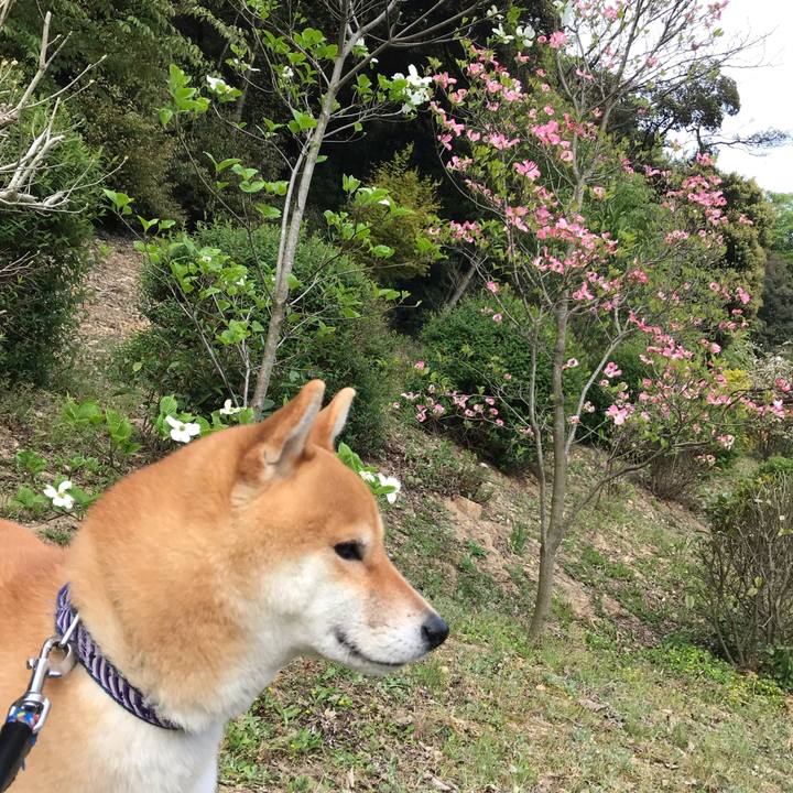 3d345293 549e 44ed a14c 55fa9fe74978 1555830335777