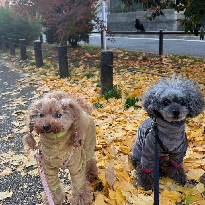 3d345927 f21a 4967 8abb 201c950ef01f 1765237885420