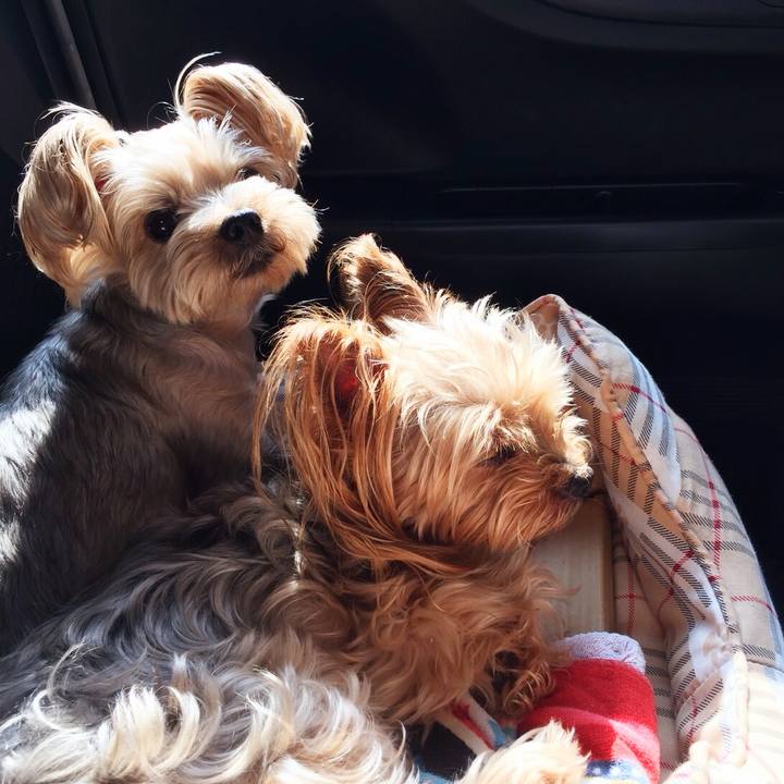 3d3c4404 fa17 43cf a9d4 fb1f6a8e2689 1532517506107