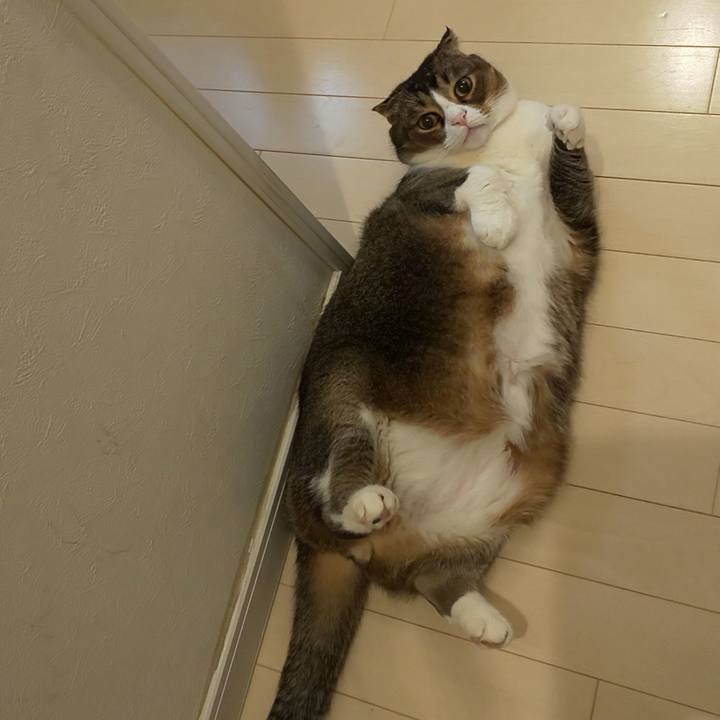 3d3d6396 bcfe 4731 8c82 51e6ff711e5e 1585263227555