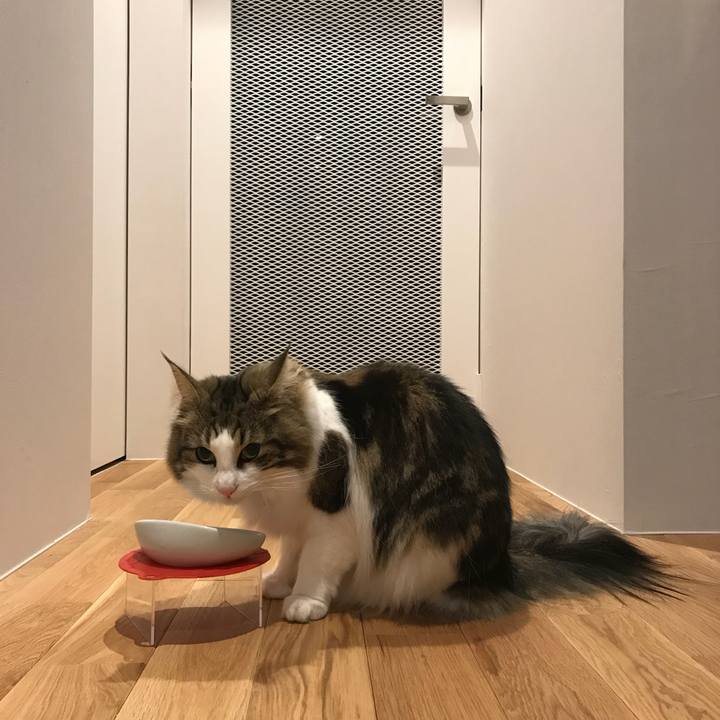 3d3fe722 15f4 4153 b635 428734c367a1 1519289652406