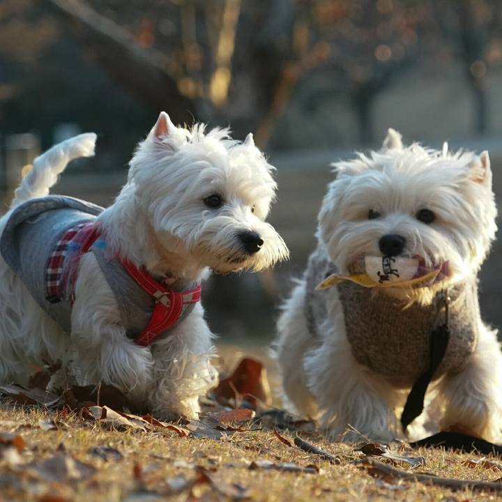 3d426071 6731 407a a588 a5aa730b9490 1514281677075