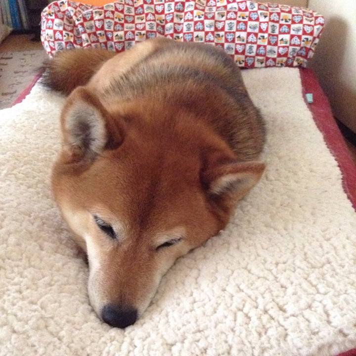 3d4389cd 031d 4908 b0cf 76aa01928dad 1523667992560