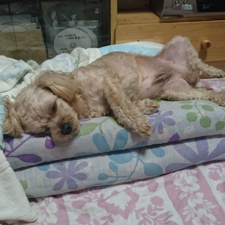 3d4658fe 527f 4a45 abcc f17bf5d7bbd6 1563190739930