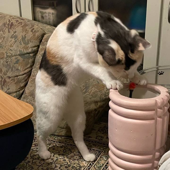 3d4663af da85 497a 8519 5b8adaef5d58 1734314484836