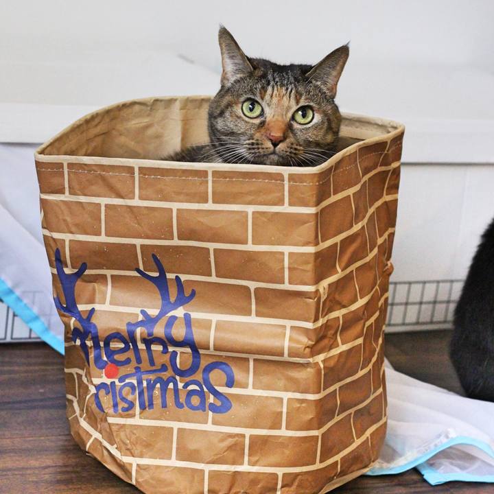 3d48dd48 3c18 4d1c 93a3 714b31811417 1574865162540