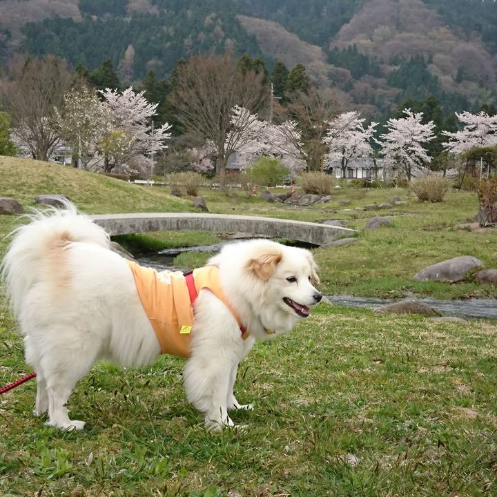 3d4a262c 9177 4242 83f5 f71b0c8f0d5b 1523405925643