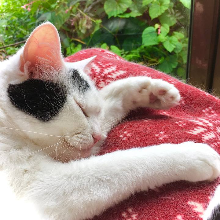 3d4e1437 db8b 43e3 8d2d 5e9606afc9dd 1596406200851