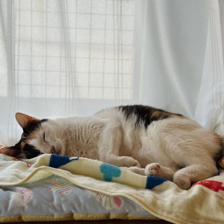 3d4f732a c776 434b 8345 07209590b1e2 1726622309853