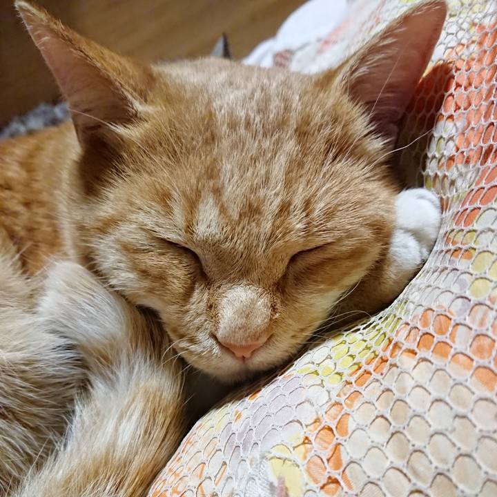 3d503fc2 8926 46df ae3e 64139b90fac6 1574164609073