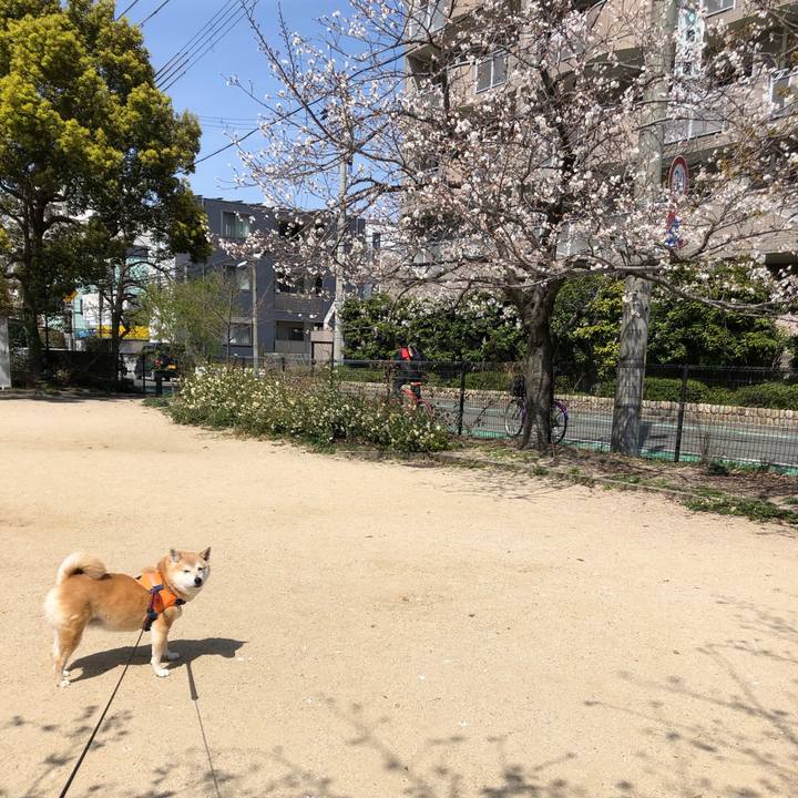 3d532152 8027 438c 8601 a651cba400eb 1585313001748