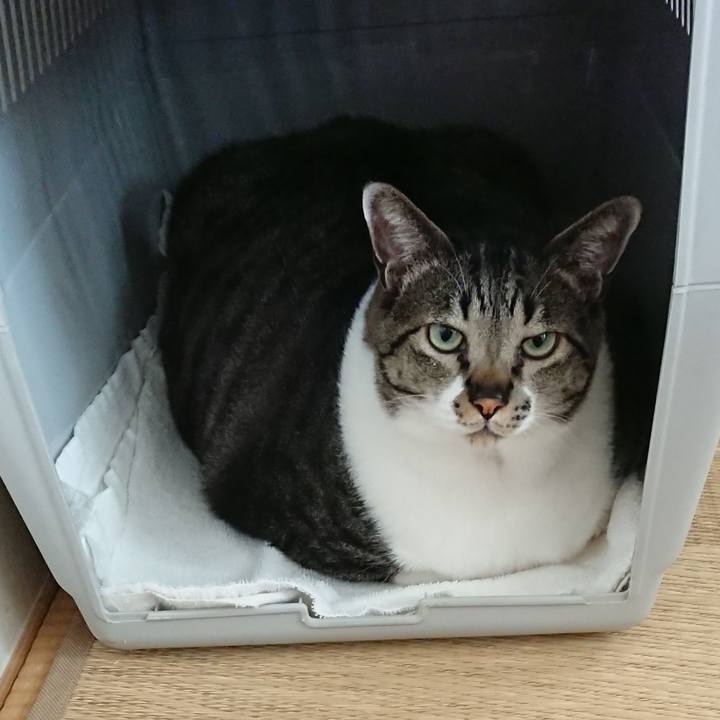 3d535a5a d633 48c3 abab 0ef752a2d3fb 1527301678162