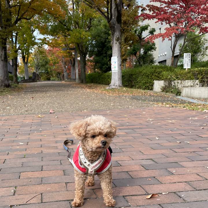 3d55b9d2 8686 4906 b61f b6dfdef57a94 1763004115131