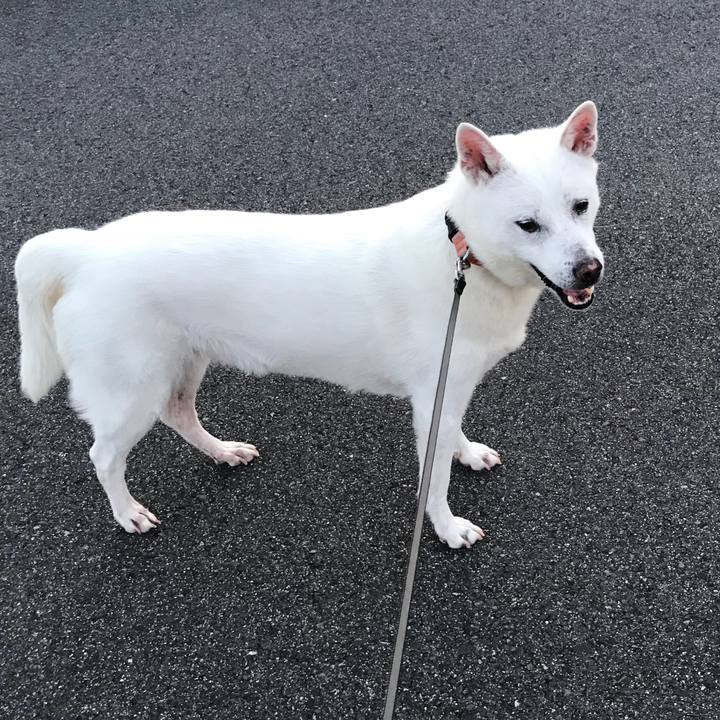 3d569c38 794b 4dd1 a13e 4c7cbfe3a921 1526298033082