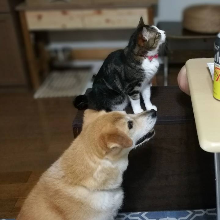 3d5a7e03 ae3a 48f2 bf0d c103bce63a2c 1531484143631