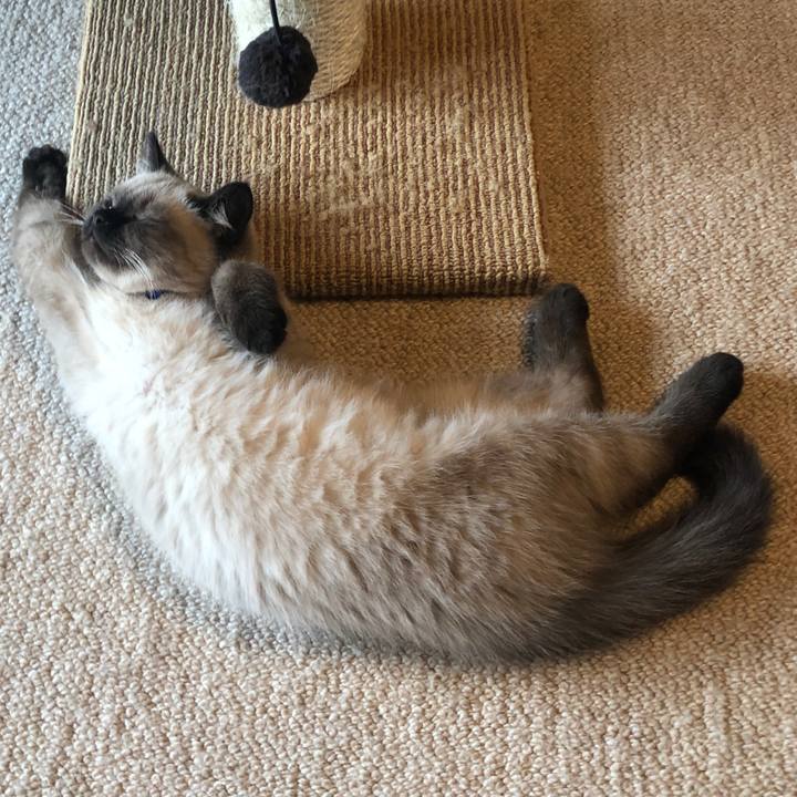 3d5c082e b8cc 4a1e a72c 4fed7ff4c0a9 1589012235161