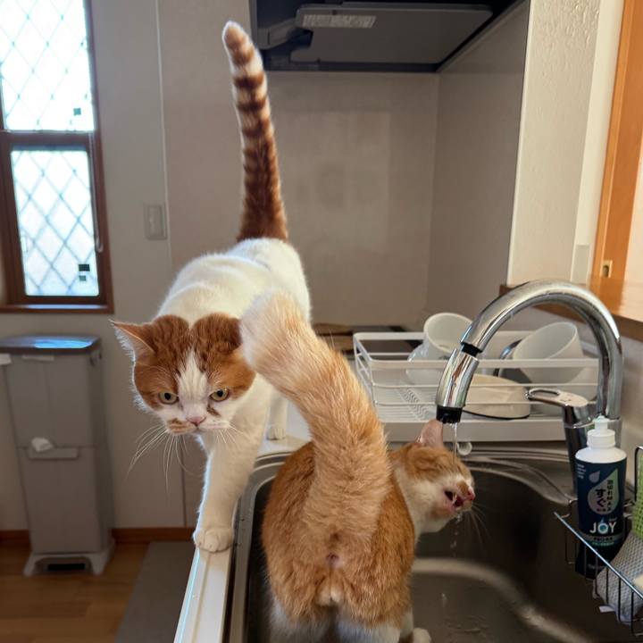 3d5d20bc 6264 41bf beee 09abce20b329 1765851927968