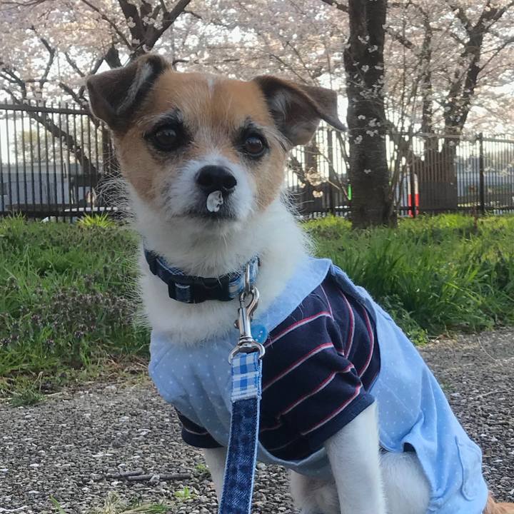 3d6afe6c f8e9 4fc1 bcac 299e73204f50 1522720133881