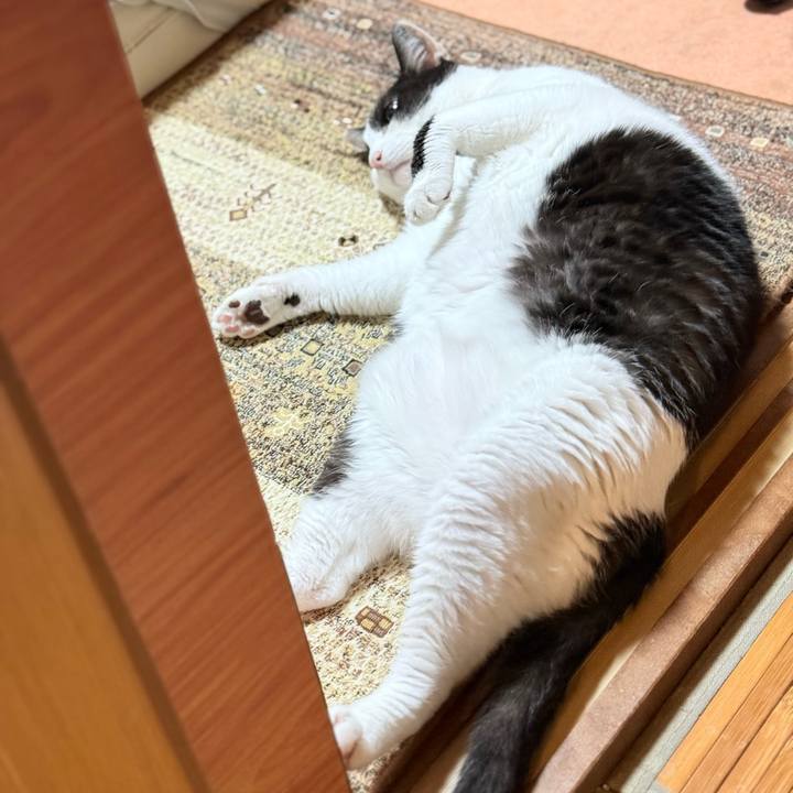 3d6c3ca0 9037 44be 957b 1a29b25b2e7b 1756952142060