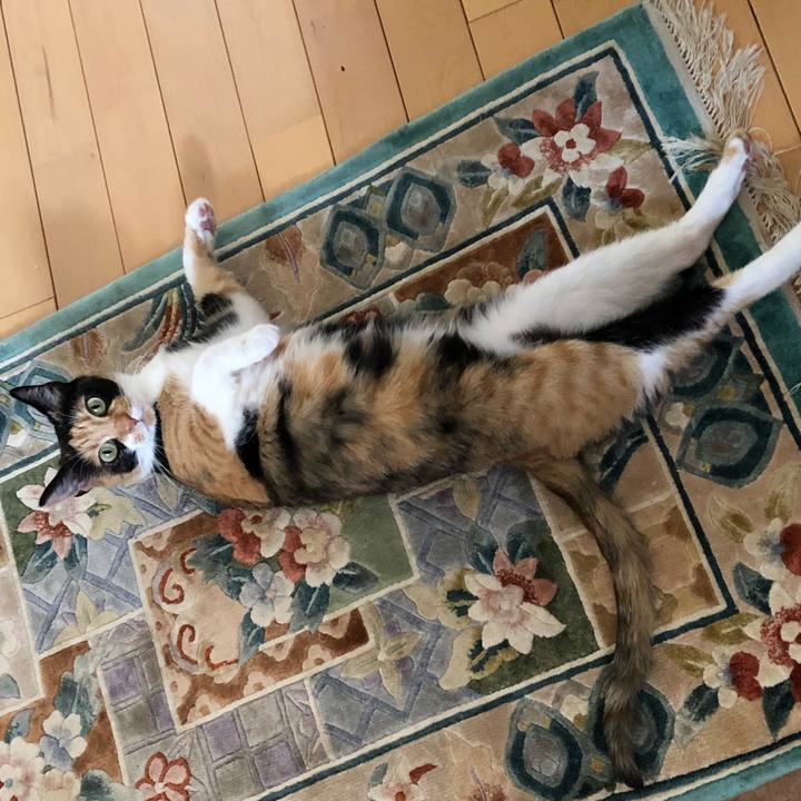 3d6cddc2 0a9b 4ddc aed8 848f2fef68de 1529563874609