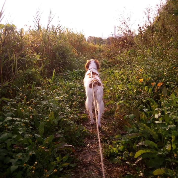 3d709a6a d454 4408 9068 d04b1644a69e 1510747521906