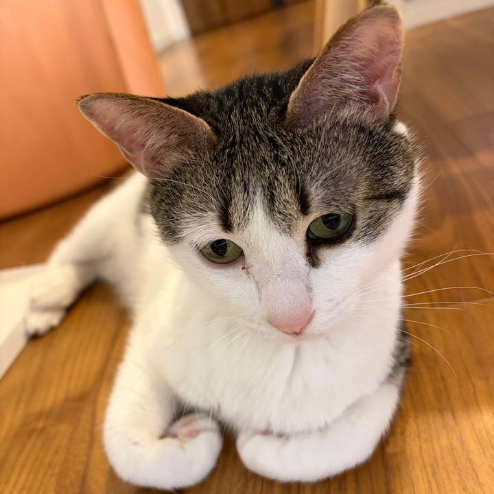 3d71e403 f9d2 4b69 8392 3921497907fb 1769244382543