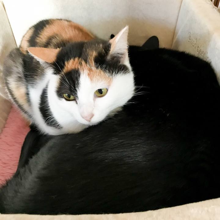 3d73f3b6 e69c 428a 9112 b2126091378a 1517582177536