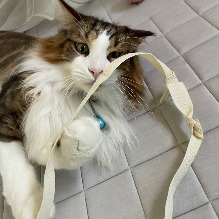 3d7748df b680 4435 84ad d85435a41939 1721936983677