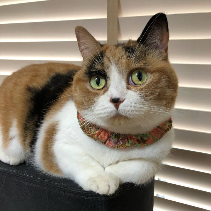 3d81509e 995b 4dec 8a32 077ddce96dda 1762206238508