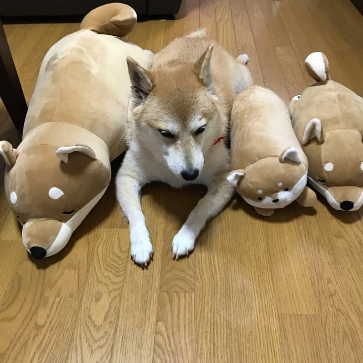 3d852ed6 f2f0 4887 829e 1ccfa71a8929 1539593301156