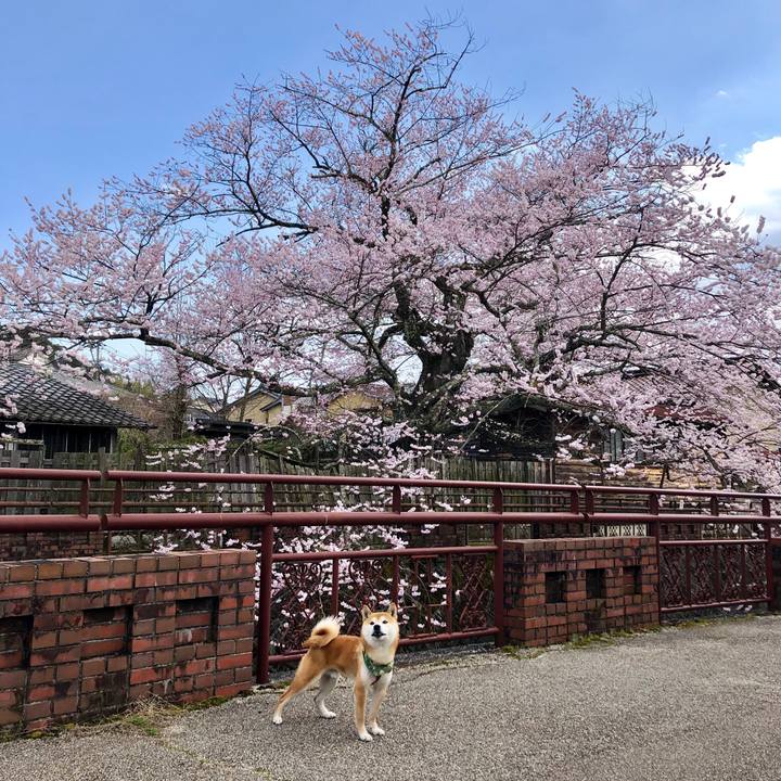 3d859743 18be 427b 85ee bb982f8f1978 1554713389719