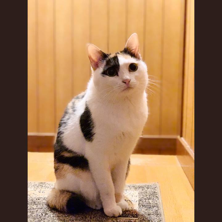 3d8792a4 3150 44ed bbc3 f706252bf536 1544318313111