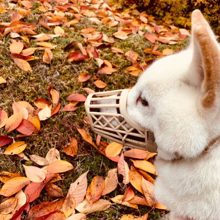 3d8bb59f 9843 4cfe 8813 f074412fb162 1606283473041