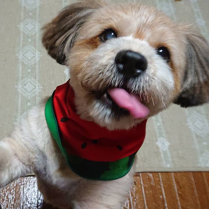 3d8e6a6b d95f 43a2 a26d df1d4d395f55 1597063382175