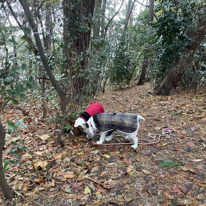 3d91903d 0e68 4c81 aeb2 7cae86da2b04 1733870812562