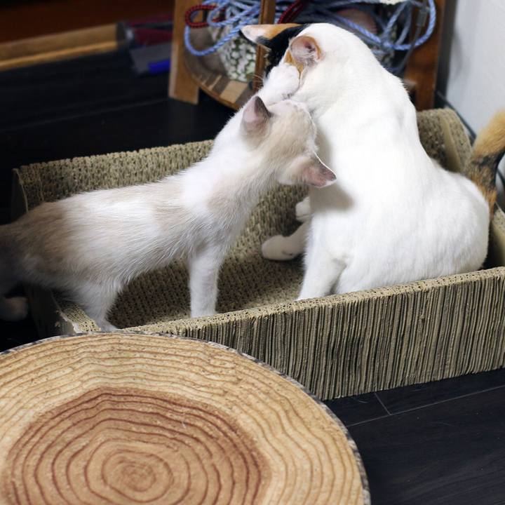 3d99d3c9 73f7 4d3a 8bca 40f4b6982950 1598916387484