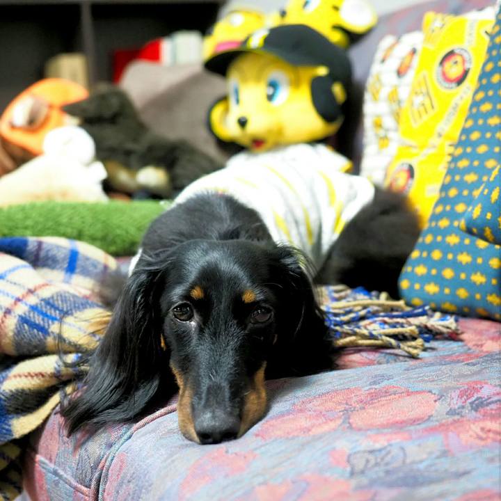 3d9bd5da f819 4236 ae0a 652a53d388f1 1530672368545