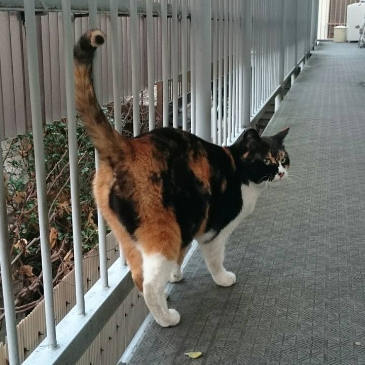 3d9de440 44d6 4bc1 ab5c 4d659c9c8d9f 1516435032629