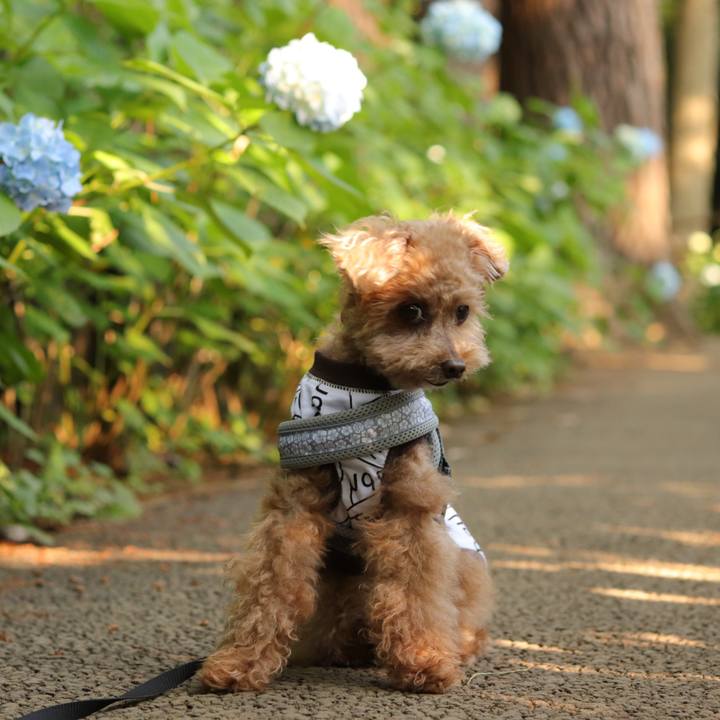 3d9f1c17 c7cc 45f1 b877 41726b89f6c1 1621951249820