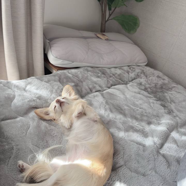 3da2ab9a c41a 45cc 88e0 27de54697821 1708987917224