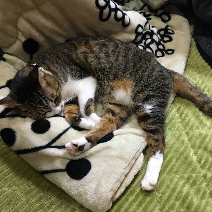 3da92527 c6bd 45dc 9912 214b7eae8d9d 1544265115455