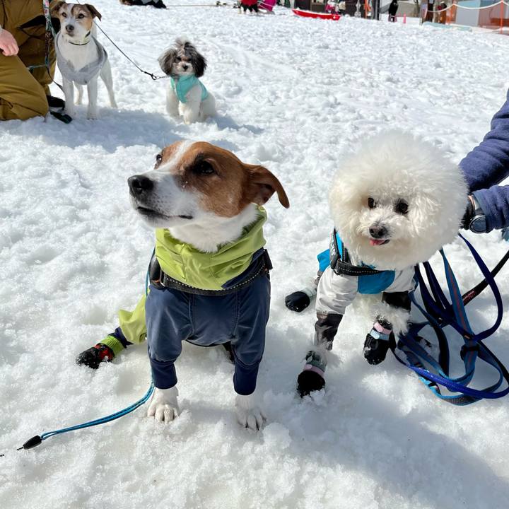 3dbb4c3f f55e 485b a16f b037efcfe3cb 1678601776606