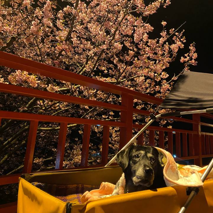 3dbbcd5a 7ac2 463f af3b d547279162d8 1740744882304