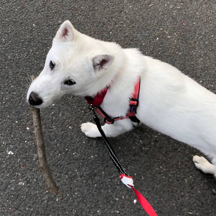 3dbdf7e7 d662 47b6 81ae b7660648c2a4 1522686602630