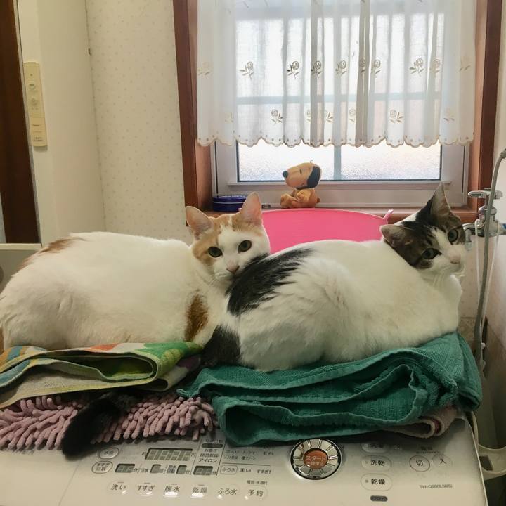 3dbe1a54 0c98 4610 9eb0 75cc2ea9f145 1542494715288