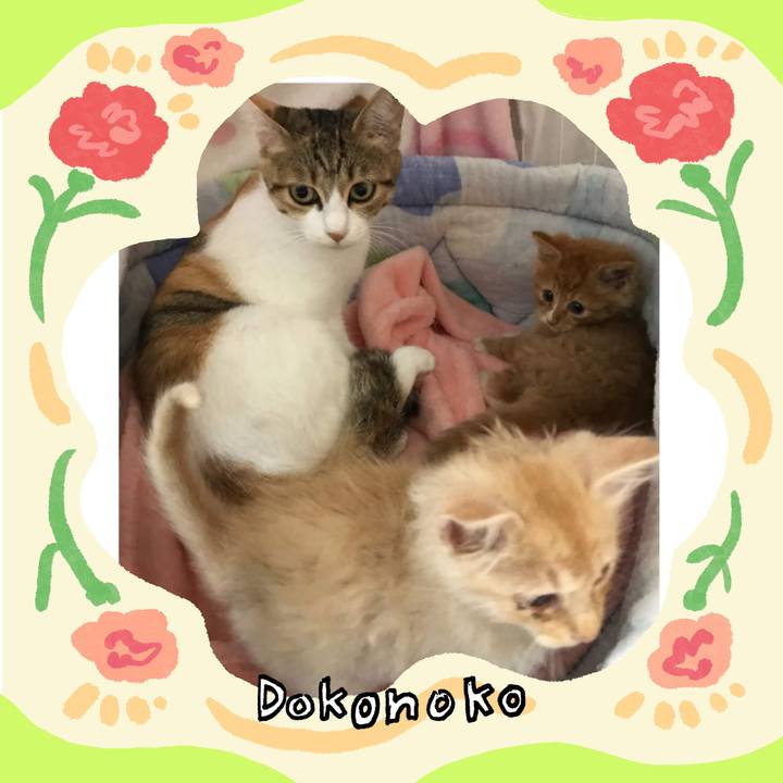 3dc3cc74 7866 409e a2c4 65aaef93fa9e 1714915164511